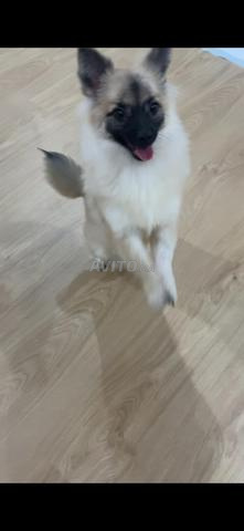 Spitz vacciné - 2