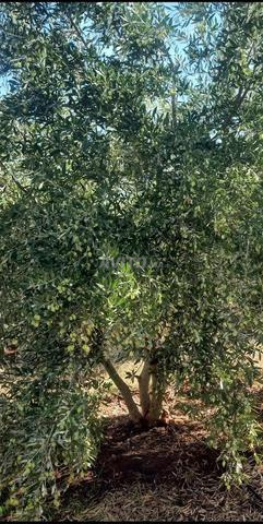 Olives - 2