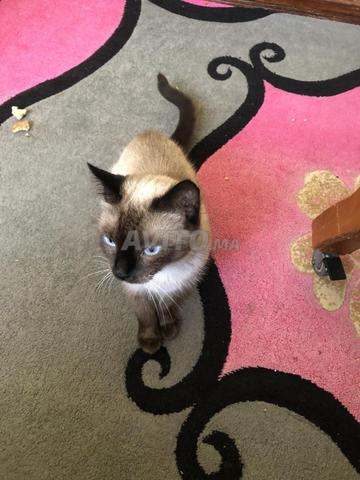 Chat Siamois à vendre - 2