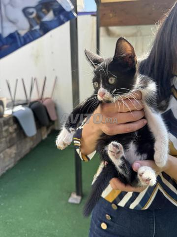 Un chaton vacciné à adopter - 2