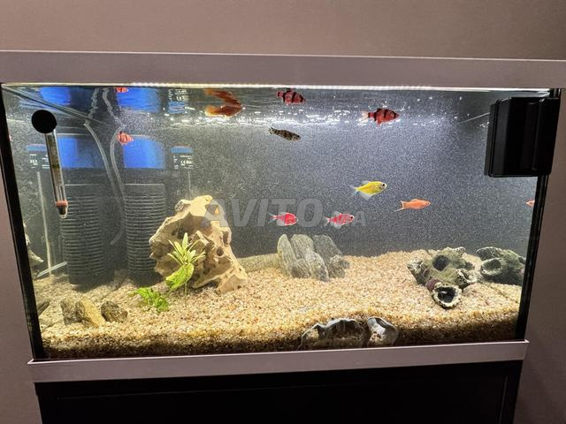 🐠 Aquarium complet avec meuble sur mesure - 2