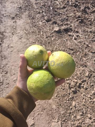 Il y a ce citron romain, environ 30 tonnes, chez une dame, Souleimane - 2