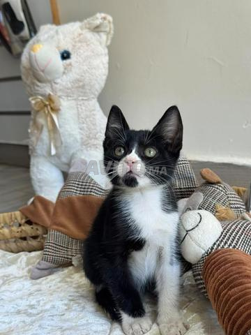 Un chaton vacciné à adopter hyper gentil - 2