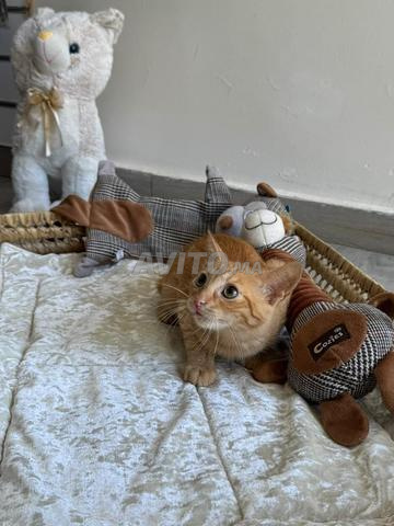 Un chaton vacciné à adopter - 2