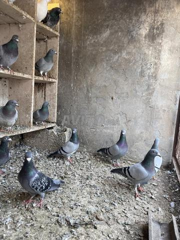 حمام زاجل - 2