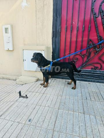 Femelle Rottweiler pedigree - 2