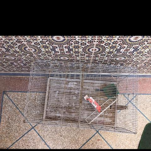 Cage à oiseaux - 2