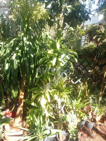 Plantes décoration