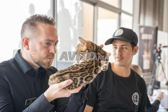 Chaton Bengal – Pedigree WCF fils de Champion
