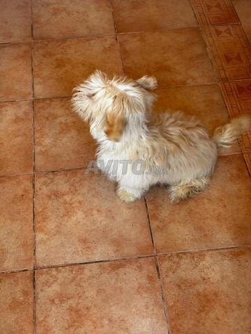 Caniche Bichon Mâle - 2