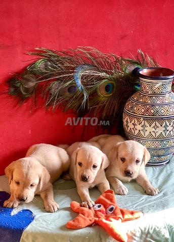 Labrador retriever - 2