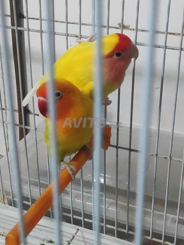 🦜 Couple d'inséparables femelleino œil rouge❤️💛 - 2