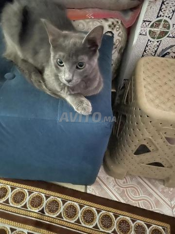 قط أزرق روسي للتبني