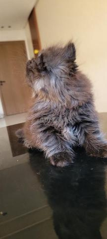 Superbe Chaton Femelle Persan Smoke Multicolore - 2