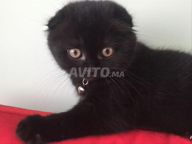 Scottish Fold marron chocolat 💯 pur