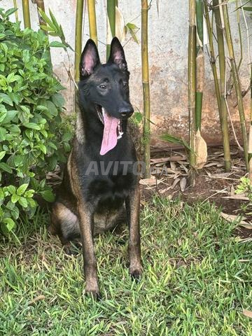 Berger Belge Malinois pedigree مالينوا بيديگري - 2