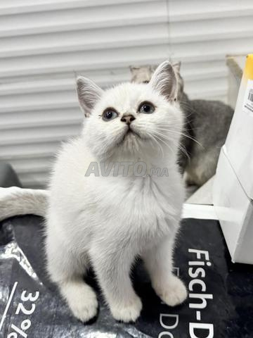 Chatons Scottish Fold et Straight - 2