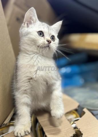 قطط سكوتش فولد وستريت