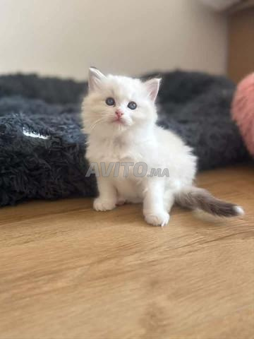 Chat Ragdoll - 2