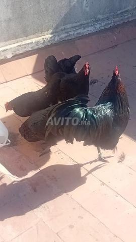Poulet Australorp noir