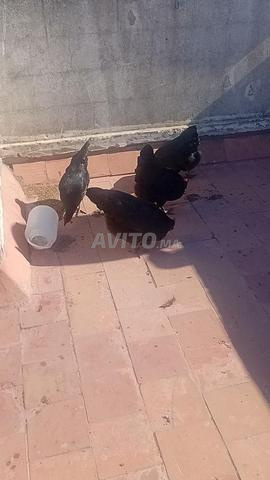 Poulet Australorp noir - 2