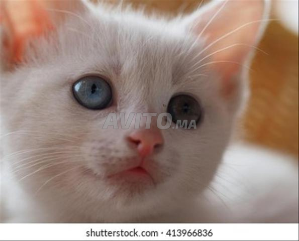 Chat Angora turc poil long - 2