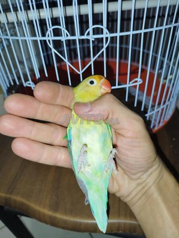 Inséparables Fischer 🦜