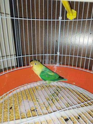 Inséparables Fischer 🦜 - 2