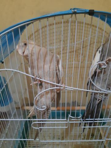 Oiseau cocktail M'drisen ville Marrakech seulement 200 dh