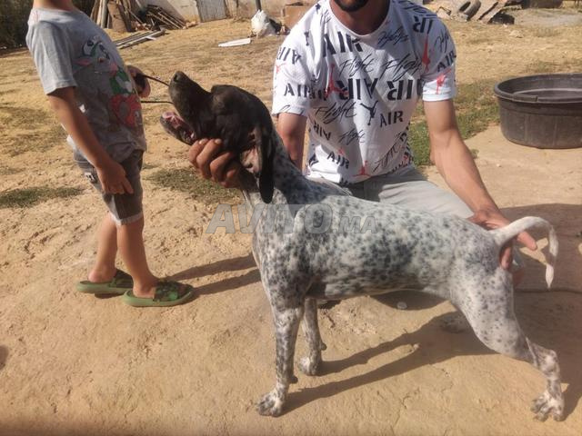 Chien de chasse