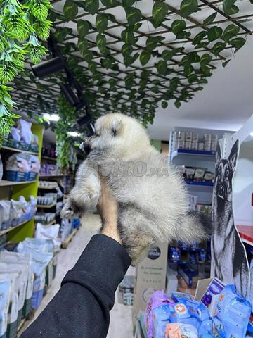 Spitz pomerania pedigree - 2