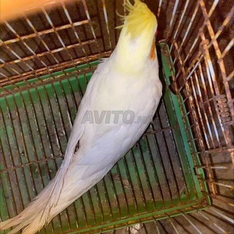 Calopset Albino - 2
