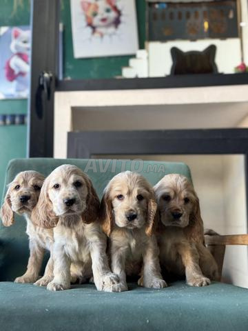Cocker spaniel