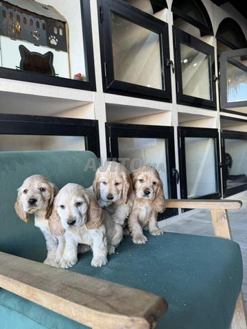 Cocker spaniel - 2