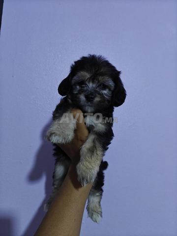 Bichon âgé de 47 jours à vendre - 2