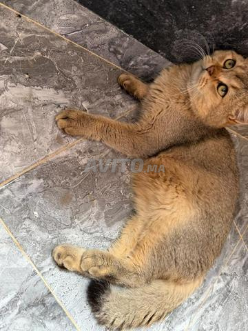 Mâle British Shorthair disponible - 2