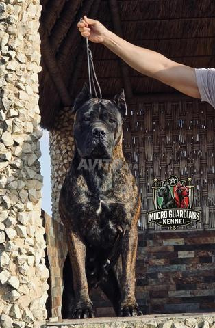 CHIOTS CANE CORSO À VENDRE - 2