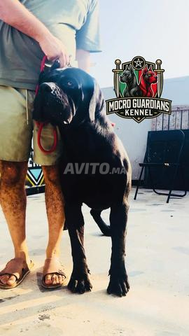 CHIOTS CANE CORSO D'EXCEPTION À VENDRE