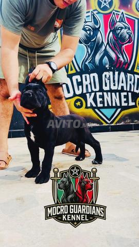 CHIOTS CANE CORSO D'EXCEPTION À VENDRE