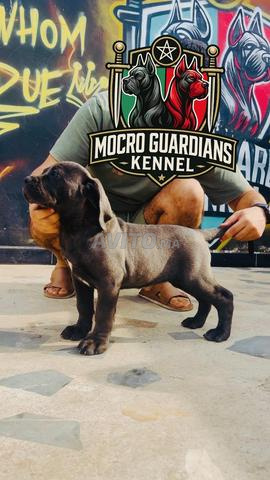 CHIOTS CANE CORSO D'EXCEPTION À VENDRE
