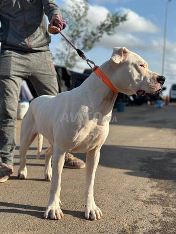 Femelle Dogo Argentino à vendre - 2