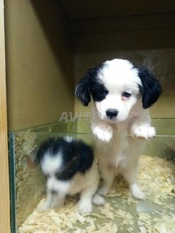 Chiots Bichon Havanais - 2
