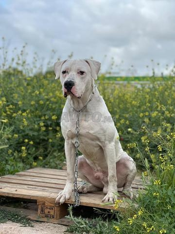 Chien mâle Dogo Argentino - 2