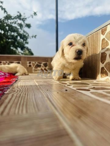 Bichon Maltais - 2