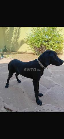 Chien Labrador 4 mois - 2
