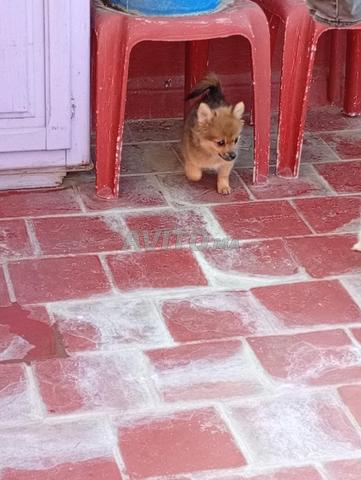 Chiot Chihuahua poil long - 2