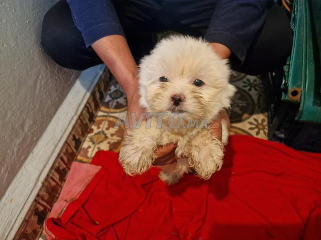 Bichon Maltais chien Rabat - 2