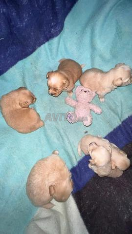 Chiots de race Caniche à vendre - 2