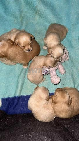 Chiots de race Caniche à vendre