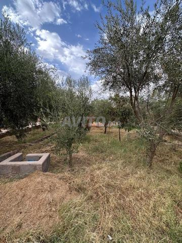 Vente Terrain agricole à Marrakech
